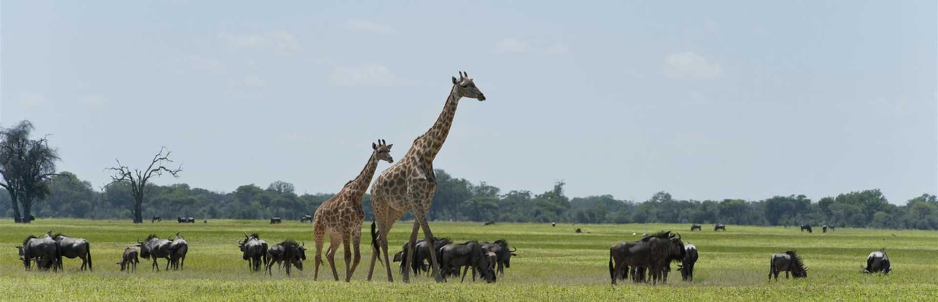 Hwange National Park